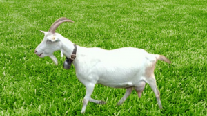 Goat Rearing in Nigeria